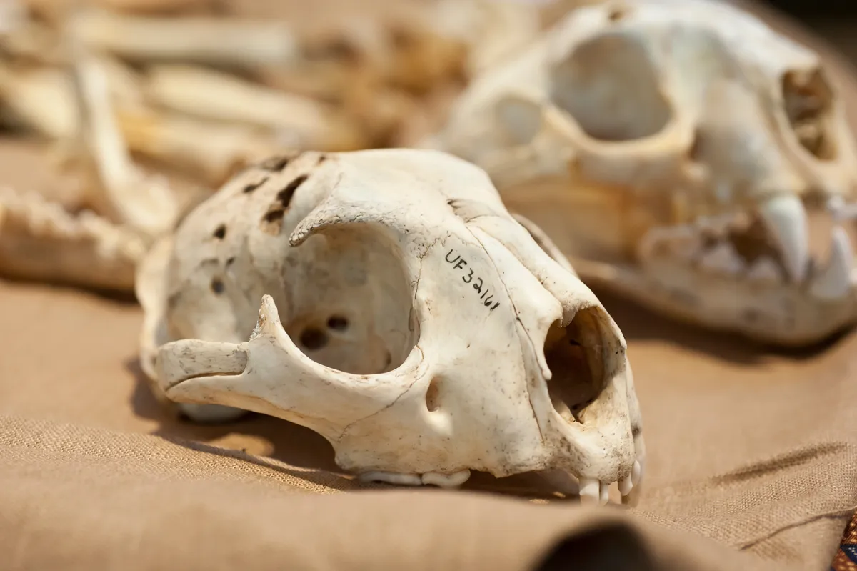 Tot Trot: Bones, FREE DAY!
